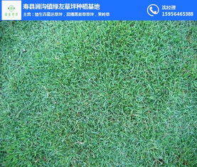 寿县涧沟镇绿友草坪种植基地