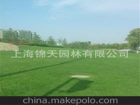 草坪安徽供应商,价格,草坪安徽批发市场 