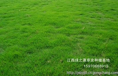 江西草坪公司 南昌绿之源草皮 15970668915_农副产品_世界工厂网