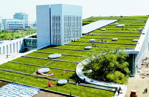 楼顶建草坪