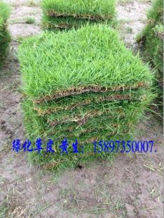 贵州草坪~(贵州绿化草坪)新价格_农副产品_世界工厂网