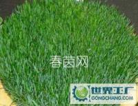 紫羊茅Red Fescue草坪种子9元每斤_农副产品_世界工厂网中国产品信息库