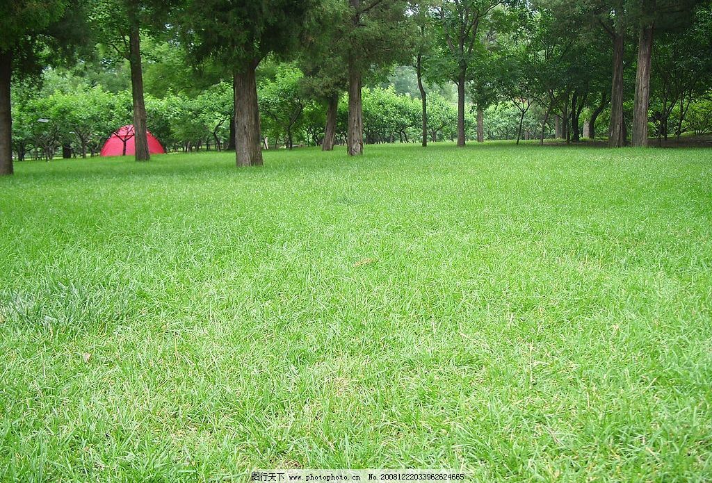 绿草坪图片