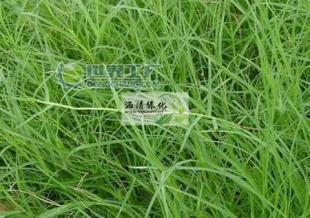 供应狗牙根|狗牙根草坪|上海狗牙根草坪-涵清草坪绿化_农副产品_世界工厂网中国产品信息库
