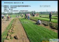 耐寒四季青早熟禾草坪-河北栾城_农副产品_世界工厂网中国产品信息库