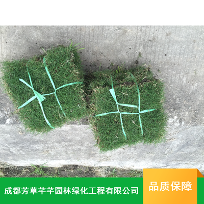 百慕大草坪 耐践踏与美观的完美结合