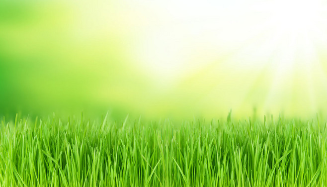 春意盎然 草坪的生机与美丽